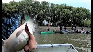 Камчатская рыбалка, добываем кижуча на засолку