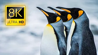 Penguins Collection in 8K ULTRA HD 60FPS