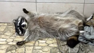 RACCOON WANTED AFFECTION / Zefirka has gone over to the right side