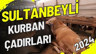 Sultanbeyli Kurban Çadırları | 2024 Kurbanlık Fiyatları