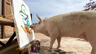 Painting Pig Creates Prince Harry Portrait