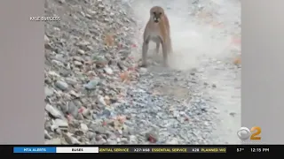 Must See: Hiker Has Close Encounter With Mountain Lion