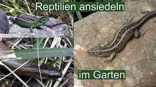 Reptilien ansiedeln im Garten | Gewußt wie!