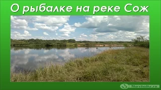 Рыбалка на реке Сож