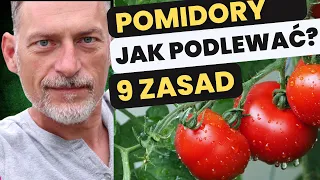 Jak podlewać POMIDORY? 💧🍅 (9 zasad = ŚWIETNE plony)