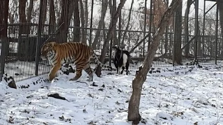 Как тигр с козлом: в приморском сафари-парке тигр Амур подружился с козлом Тимуром | пародия «Ап»