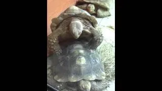 Humping tortoise