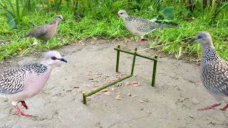 Creative Bird Trap, Make a bird trap vary easy