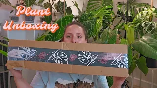 Plant Unboxing From Rare Plant Fairy