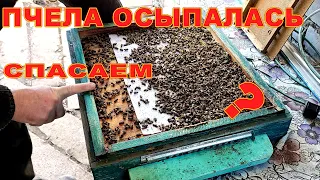 Пчела осыпалась Что делать Спасаем