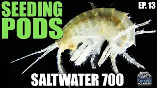SEEDING Your Saltwater Tank With Copepods - Saltwater 700