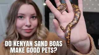 Do Kenyan Sand Boas Make Good Pet?