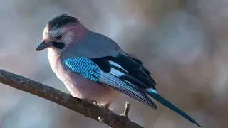 Сойка (Garrulus glandarius) - Говорящий кот рассказывает.