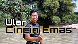 Mencari Ular Cincin Emas