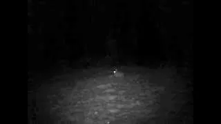 Rabbits on Trailcam & Surprise Visitor