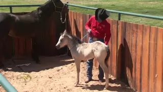 Foal Training:  Desensitizing Through Touch and Rub