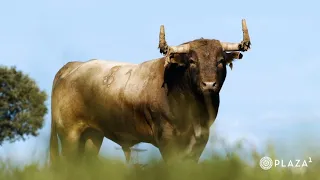 Toros de Lídia de 3 Ganaderias - Los Toros Más Bellos de 2024