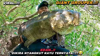 Viral..! Mancing kakap putih malah di sambar kerapu monster sampai kuwalahan