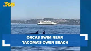 Orcas swim near Owen Beach in Tacoma