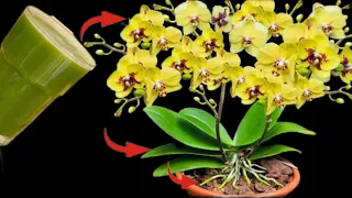 Just 1 cup per month, both roots and orchids bloom all year round!