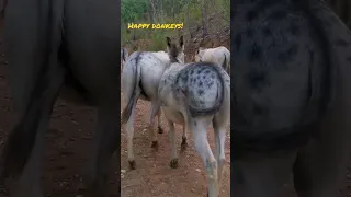 Walking with the happy donkeys in the Monchique mountains in the Algarve, Portugal. #shorts #donkey