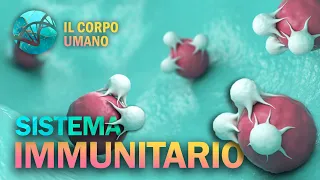 Sistema Immunitario | Il Corpo Umano