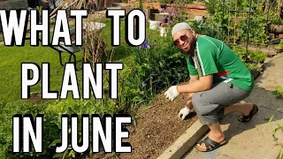 What Can I Grow In June  - What To Plant In June