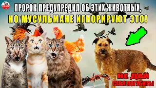 ОБЫЧНО МУСУЛЬМАНЕ ДЕЛАЮТ ЭТО, ХОТЯ ПРОРОК ЗАПРЕТИЛ НАМ! ОСТЕРЕГАЙТЕСЬ ЭТОГО! хадис пророка