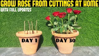 How To Grow Rose From Cutting (FULL UPDATES)