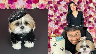 Murphy's Birthday celebration | Most awaited vlog❤️@murphytheshihtzu803