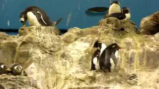 Loro Parque - Penguins