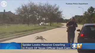 Eeek! Monster Spider Appears To Crawl Up To Cop