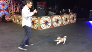 See Ringling Bros. incredible dog trainers in action