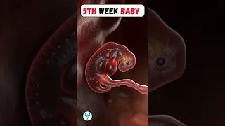 Baby | 5 Weeks baby in mother's womb | Pregnancy | Fetus development