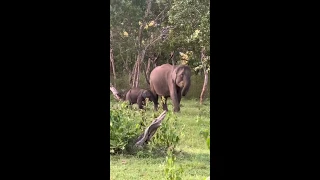 Play with baby #Elephants...