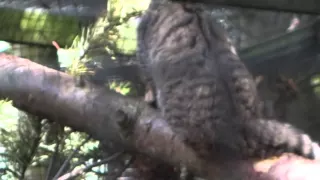 Scottish Wild Cats Feeding