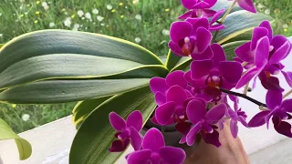 🦋 Цветущие Орхидеи Сого Енлин Кофе, Эквестрисы И Другие Мелочи 🦋
