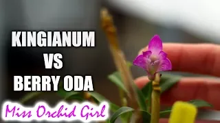 Dendrobium kingianum Vs. Berry Oda - The importance of correct Orchid ID's