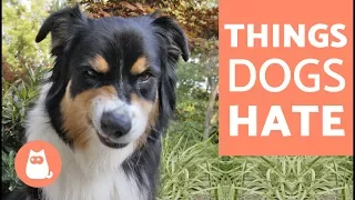 10 things dogs HATE about humans