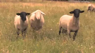 Schafe - Merkmale, Fortpflanzung, Nutzen Trailer MedienLB