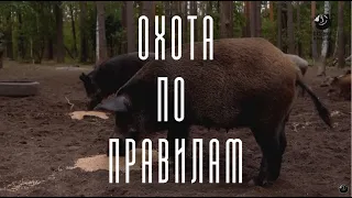 Охота на лося и кабана в Тамбовской области // Охота по правилам