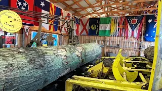 sawing a big black oak log # 320