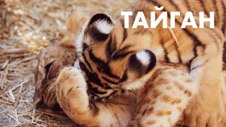 Парк львов Тайган | Белогорск | Крым 2020 | Крымский зоопарк