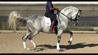 Spanish horse for Sale | Inter II Andalusian PRE Stallion 2012 (#MP487)