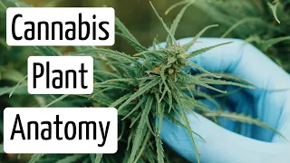 What Parts Make Up the Cannabis Plant? | Discover Marijuana