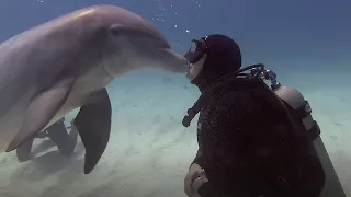 Adorable Dolphin Kisses Divers