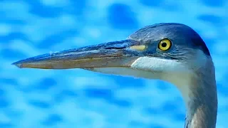 Great Blue Heron Close Up | Mississippi Wildlife