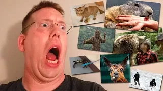 How many animals have attacked me??? Its a lot. And gear giveaway winner.