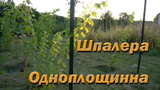 Одноплощинна шпалера