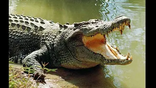 Big Crocodile - In Jamaica (Hellshire Portmore)